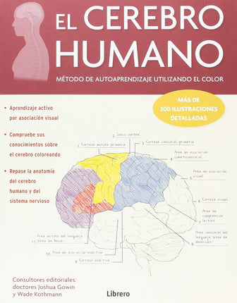 El cerebro humano. Métodos de autoaprendizaje utilizando el color