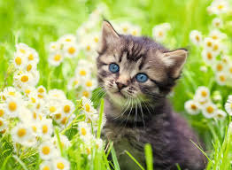 ROMPECABEZA 500PZ FOTO DE GATO