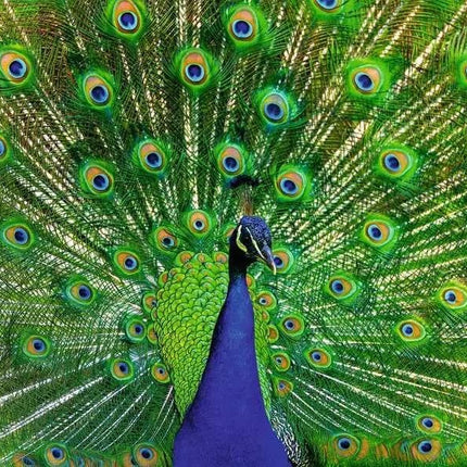 ROMPECABEZA 500PZ PAVO REAL