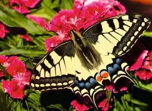 ROMPECABEZA 500PZ MARIPOSAS