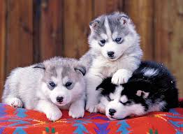 ROMPECABEZA 200PZ PERROS ESQUIMALES MIGNONS