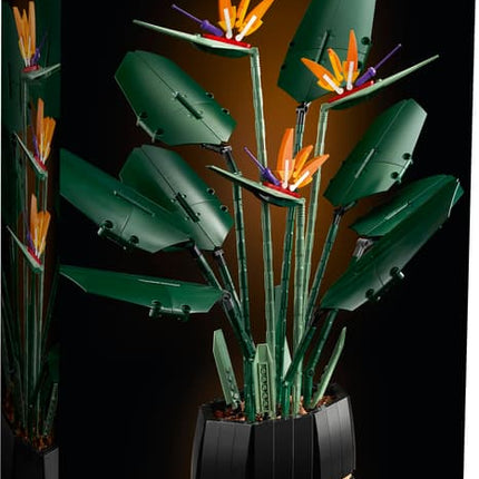 BOTANICAL COLL. BIRD OF PARADISE