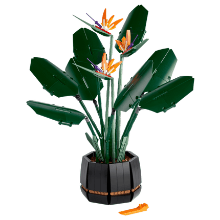 BOTANICAL COLL. BIRD OF PARADISE
