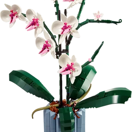 Botanical Coll. Orchid