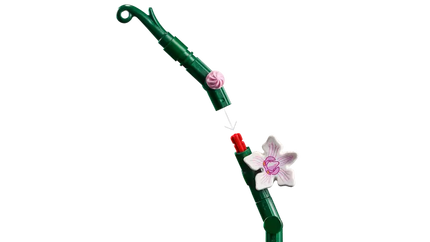 Botanical Coll. Orchid