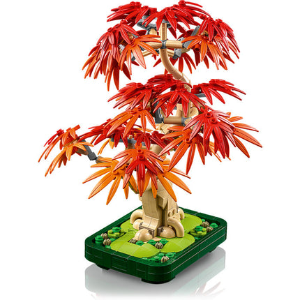 Botanical Coll. Japanese Red Maple Bonsai Tree