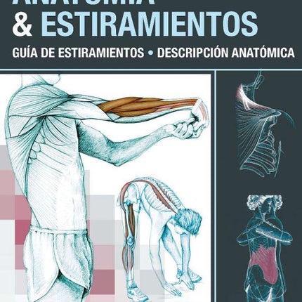 ANATOMIA & ESTIRAMIENTOS