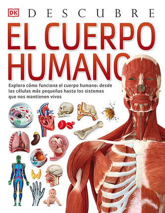 Descubre: el cuerpo humano