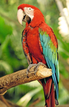 Rompecabeza 54Pz Loro